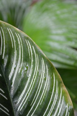 Su damlaları ile yeşil yaprağı kapat