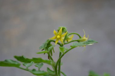 Bahçedeki güzel çiçekler