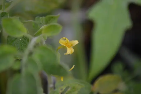 Bahçedeki güzel çiçekleri yakından çek.