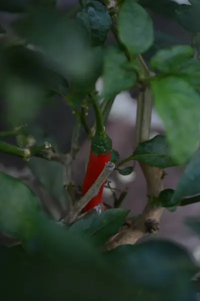 kırmızı kırmızı biber bir dalda