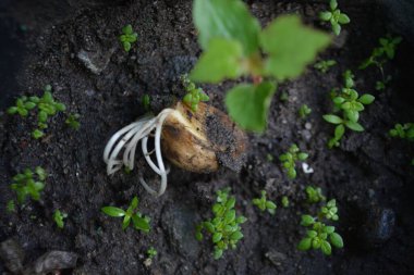 Bahçedeki yeşil bitki