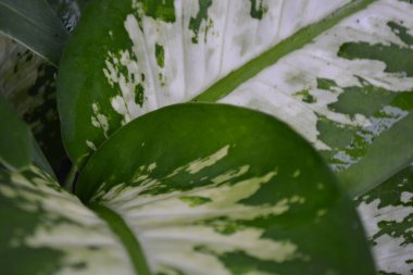 bir bitkinin yeşil yaprakları