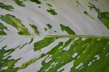 yeşil yaprak dokusu, soyut yaprak dokusu