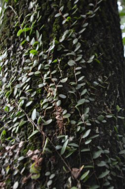 Ormanda yeşil yapraklar