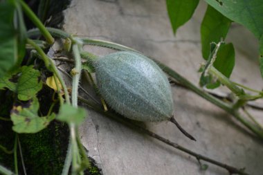 Ağaç üzerinde yeşil papaya kapatın