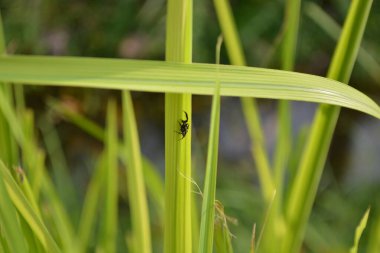 Geçmişi bulanık yeşil bir bitkinin yakın plan çekimi.