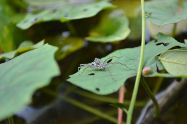 Yeşil yapraklı ve su damlalı bir yusufçuğun yakın plan fotoğrafı.