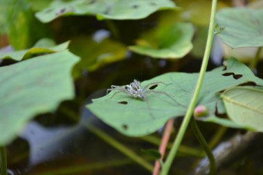 Ormanda yeşil yapraklar