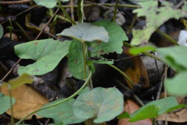 Ormanda yeşil yapraklar