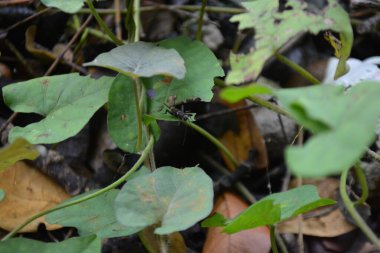 Bahçede yeşil yapraklar
