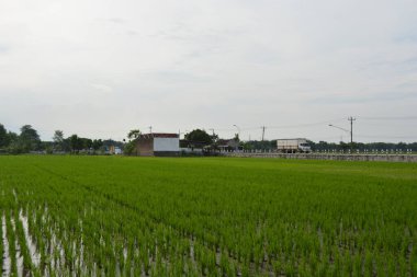 pirinç tarlası ve gökyüzü beyaz bulutlu arka plan, kırsalda pirinç tarlaları