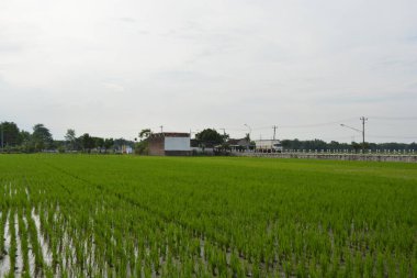 Kırsal alanda pirinç