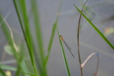 Küçük bir örümcek habitatında bir böceğin üzerine oturur.