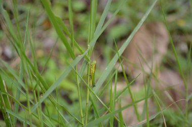Bahçedeki güzel çiçekler