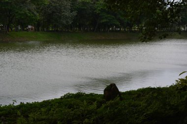 Parkta ağaç olan gölet