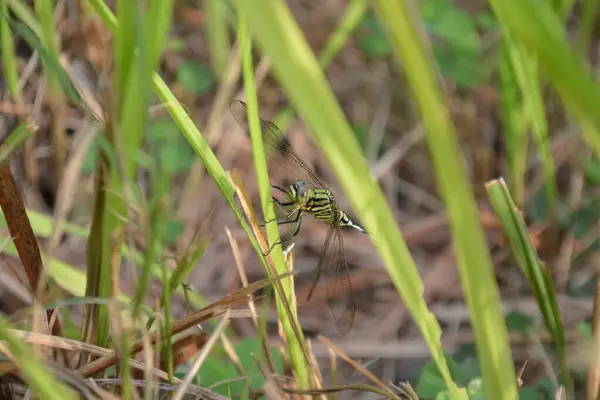 Bir yusufçuğa yaklaş