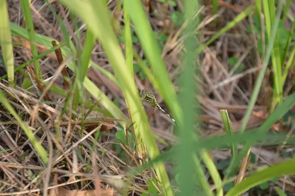 Ormanda yeşil çimenler