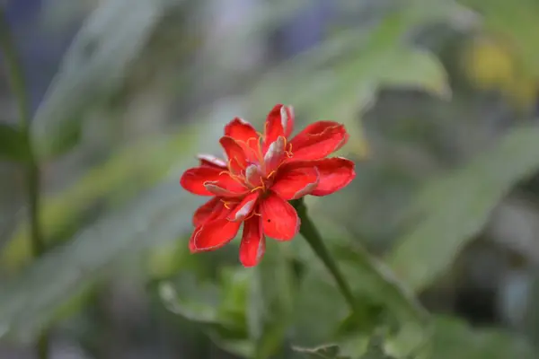 Bahçedeki güzel çiçek