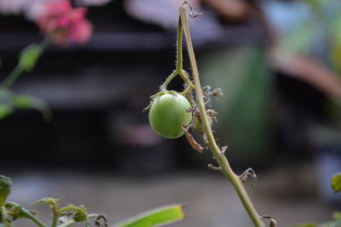 bir dalda yeşil fasulye