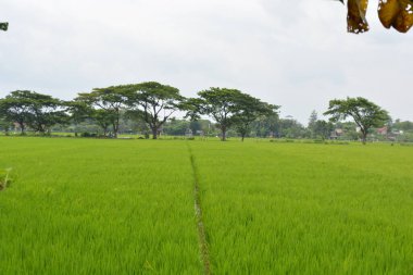 Yeşil çimenli pirinç tarlası