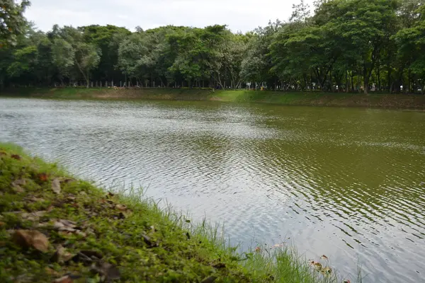 Yeşil çimenli ve ağaçlı göl..