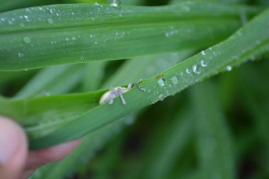 Bahçedeki yeşil çimenler