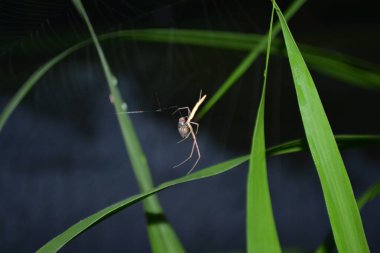 Siyah zemin üzerinde örümcek