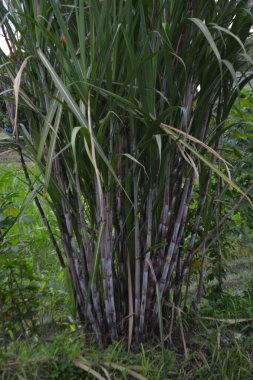 Ağaçtaki bambu yaprakları