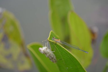 Yaprağın üzerinde bir çekirgenin yakın plan çekimi.