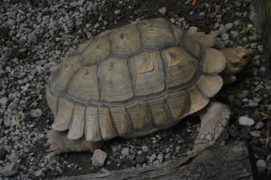 Parktaki kaplumbağanın yakın plan fotoğrafı.