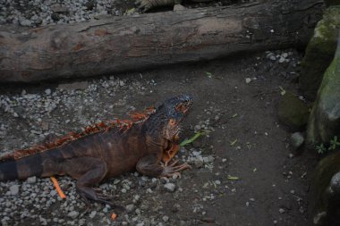 Yerdeki bir iguananın yakın plan çekimi.