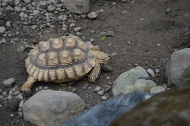 Bir kayanın üzerindeki kaplumbağanın yakın çekimi.