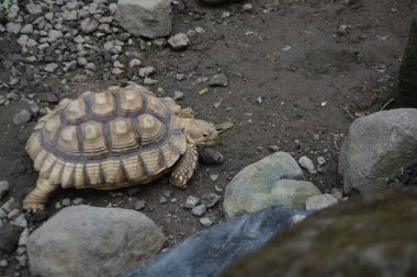 Hayvanat bahçesindeki kaplumbağa.