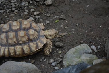 Hayvanat bahçesindeki şirin bir kaplumbağanın yakın plan fotoğrafı.