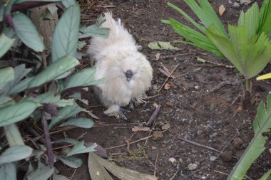 Beyaz tavuk bahçede oturuyor..