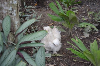 Bahçedeki sevimli beyaz tavşan