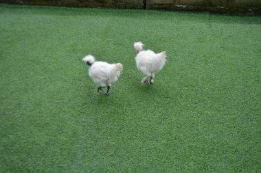 beyaz ve siyah köpek