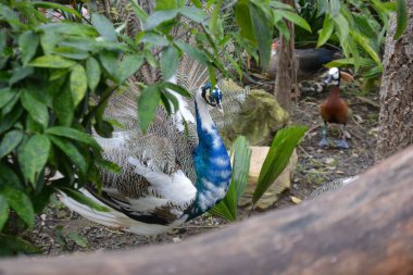 Hayvanat bahçesindeki güzel tavus kuşu