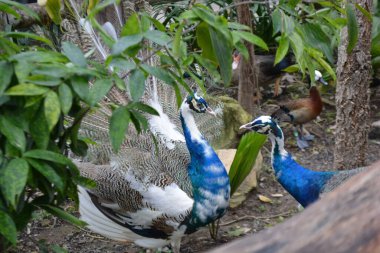 Hayvanat bahçesindeki tavus kuşu