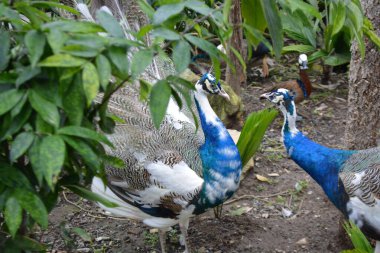 Bahçedeki tavus kuşu