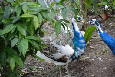 Bahçedeki tavus kuşu