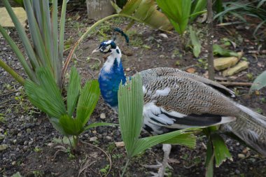 Yeşil arka planda mavi tüylü tavus kuşu