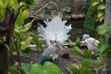 Hayvanat Bahçesi güzel tavus kuşu