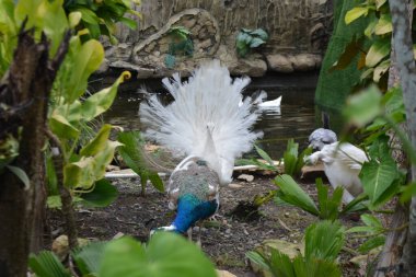 Bulanık arka planda beyaz tüylü beyaz bir tavus kuşunun güzel bir görüntüsü.