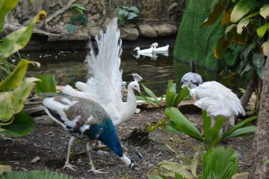 Bahçedeki güzel beyaz kuğu