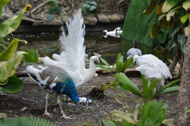 Parktaki güzel beyaz tavus kuşu.