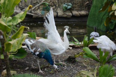 Bahçe güzel tavus kuşu