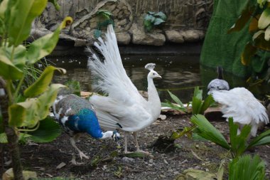 Hayvanat bahçesinde pelecanus (siyanus)