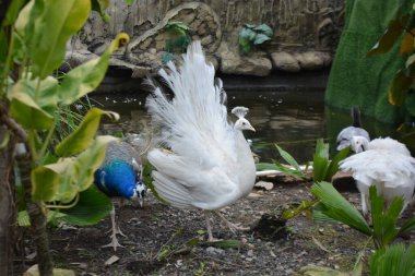 Hayvanat bahçesinde bir kuş