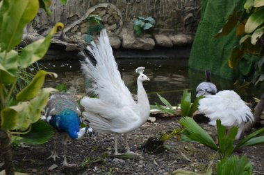 Hayvanat bahçesindeki tavus kuşu